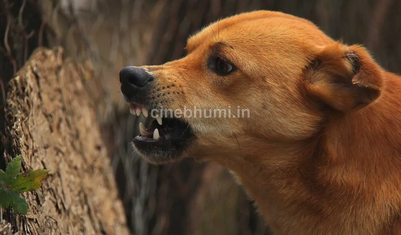 ചെമ്പ്ര കോടേരിച്ചാലില്‍ തെരുവുനായ ആക്രമണം; രണ്ട് വിദ്യാര്‍ത്ഥികള്‍ ഉള്‍പ്പെടെ നിരവധി പേര്‍ക്ക് കടിയേറ്റു