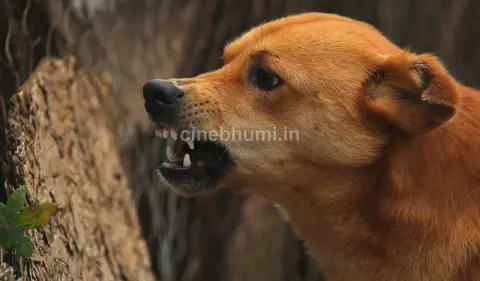 ചെമ്പ്ര കോടേരിച്ചാലില്‍ തെരുവുനായ ആക്രമണം; രണ്ട് വിദ്യാര്‍ത്ഥികള്‍ ഉള്‍പ്പെടെ നിരവധി പേര്‍ക്ക് കടിയേറ്റു