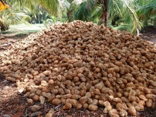 വെള്ളക്കാർ പാഞ്ഞെത്തി, ചാക്കുകണക്കിന് തേങ്ങയടിച്ച് മാറ്റി
