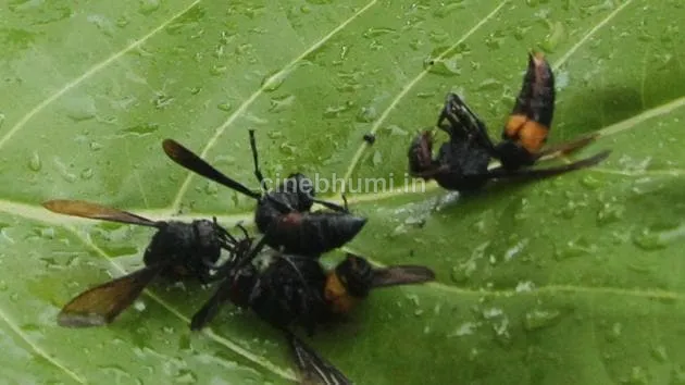 കടന്നൽ കുത്തേറ്റ വയോധികൻ മരിച്ചു