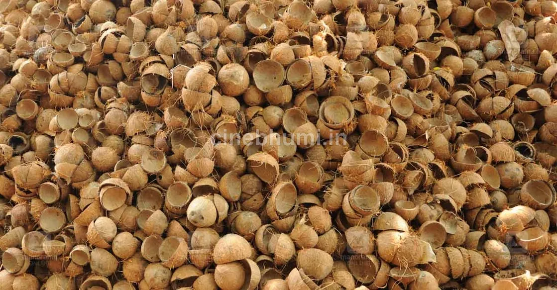 ചിരട്ടവില ഇടിഞ്ഞു; പ്രതീക്ഷയും തകർന്നു
