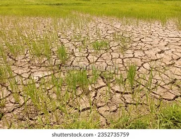 മഴക്കമ്മിയിൽ വലഞ്ഞ് കേരളം; തെക്കുപടിഞ്ഞാറൻ കാലവർഷം അവസാനിച്ചത് 28 ശതമാനം കുറവോടെ