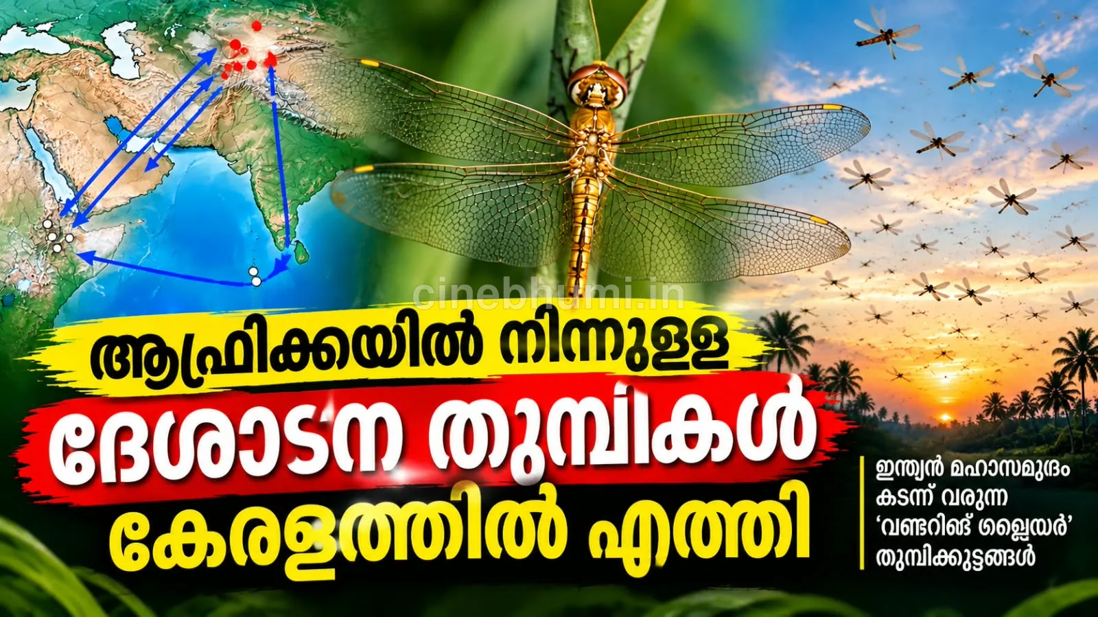 ആഫ്രിക്കയിൽ നിന്ന് പറന്നെത്തി; കേരളത്തിന്റെ ആകാശത്ത് ദേശാടന തുമ്പികൾ