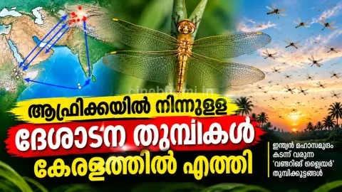 ആഫ്രിക്കയിൽ നിന്ന് പറന്നെത്തി; കേരളത്തിന്റെ ആകാശത്ത് ദേശാടന തുമ്പികൾ