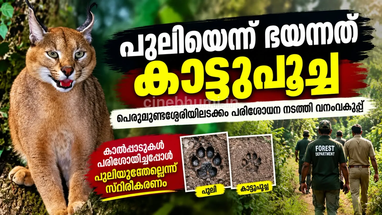 കുമ്മങ്കോട് പുലിപ്പേടിയിൽ; പെരുമുണ്ടശ്ശേരിയിൽ കാട്ടുപൂച്ച