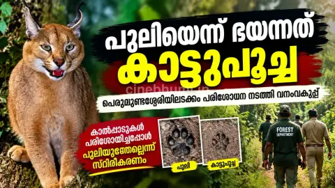 കുമ്മങ്കോട് പുലിപ്പേടിയിൽ; പെരുമുണ്ടശ്ശേരിയിൽ കാട്ടുപൂച്ച