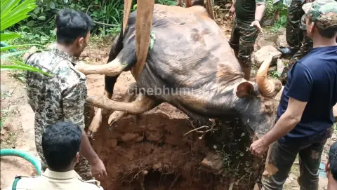 മരുതോങ്കരയിൽ മൂന്ന് ദിവസമായി കിണറ്റിൽ കുടുങ്ങിയ കാട്ടുപോത്ത് ചത്തു; രക്ഷാദൗത്യത്തിന് മുമ്പേ അന്ത്യം